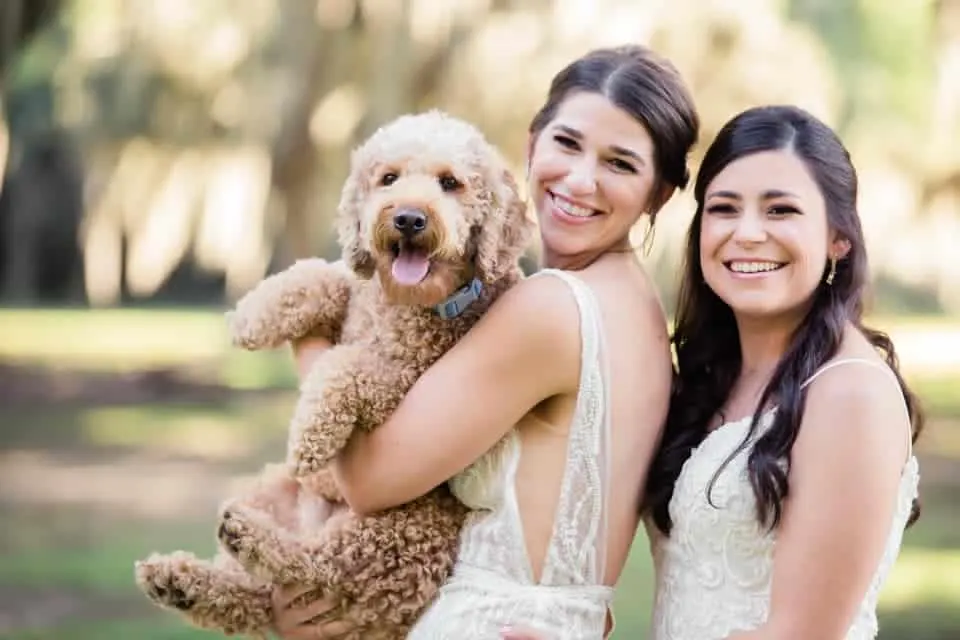 goldendoodle wedding picture