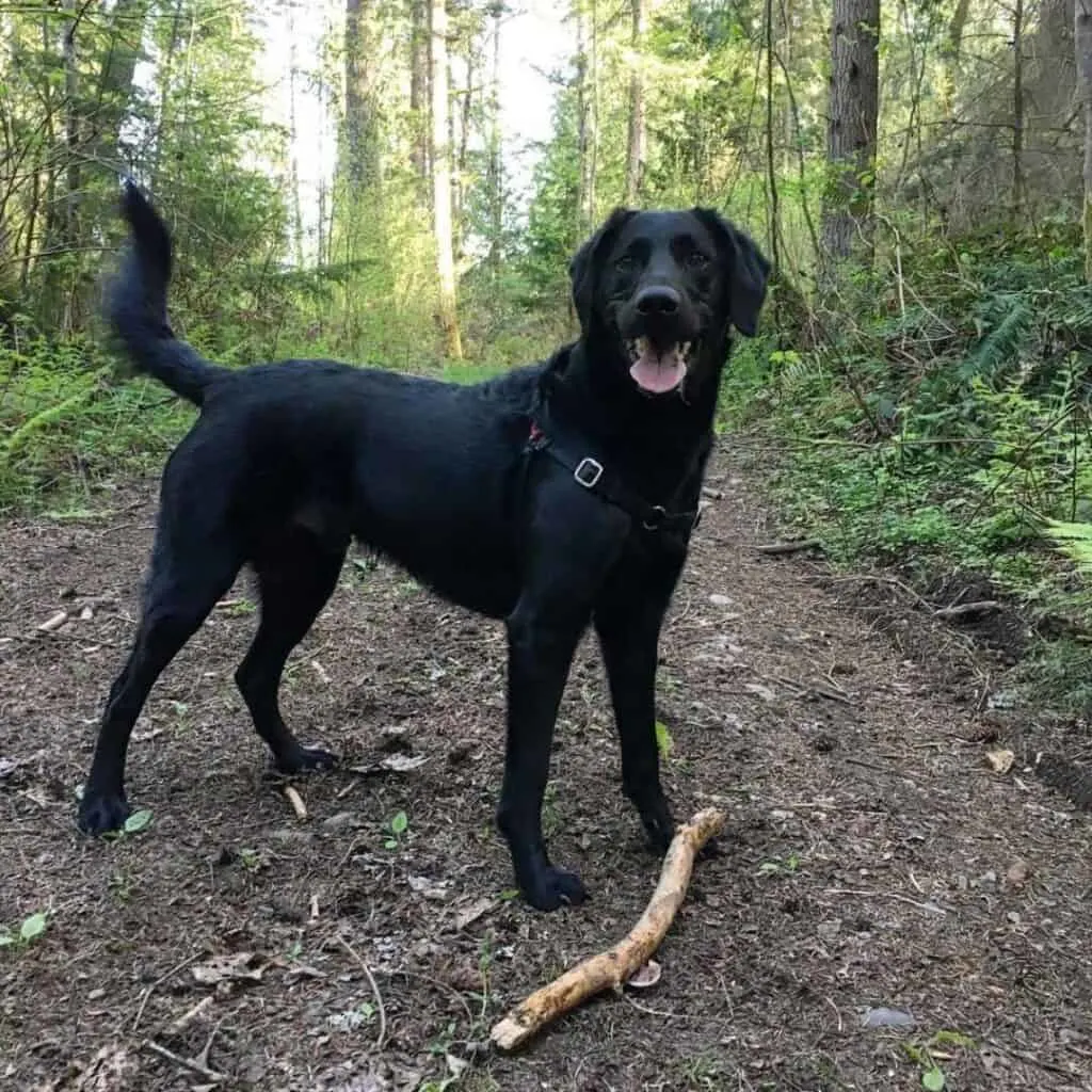 flat coat black labradoodle