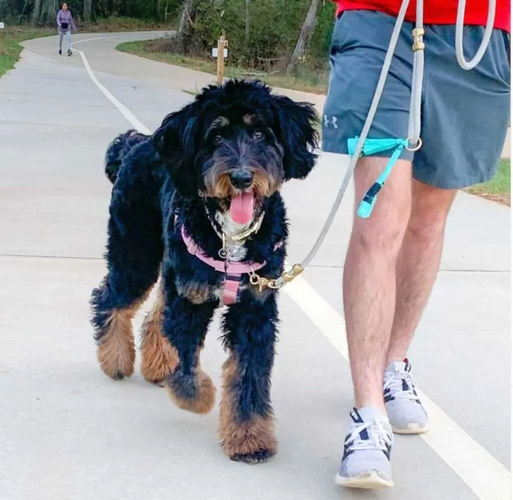 bernedoodle exercise requirements