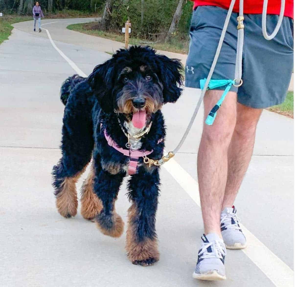 Bernedoodle Exercise Requirements by Age & Size