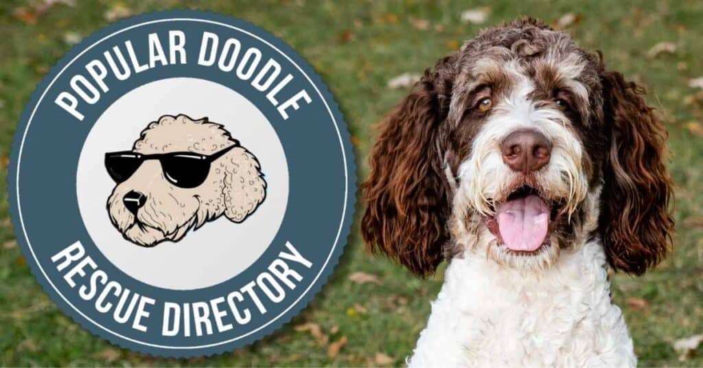 Bernedoodle Rescue Directory Top 10 Legit Adoption Organizations