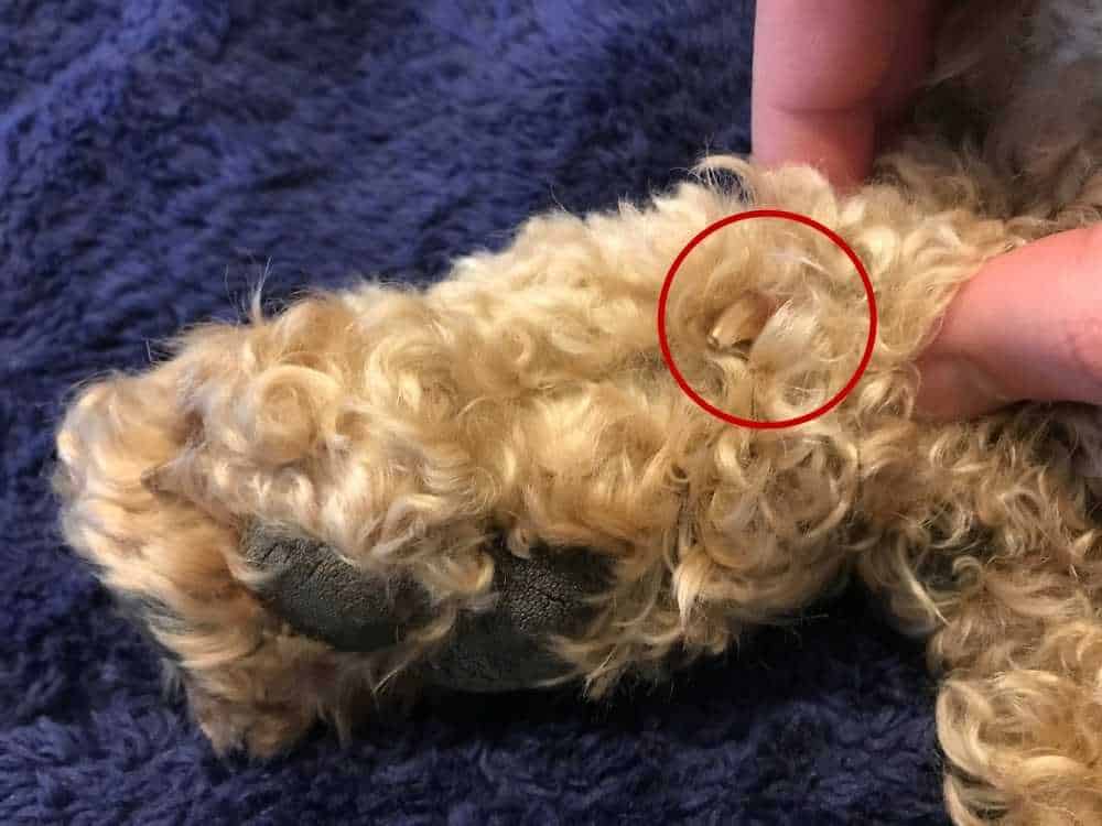 why remove dogs dew claws