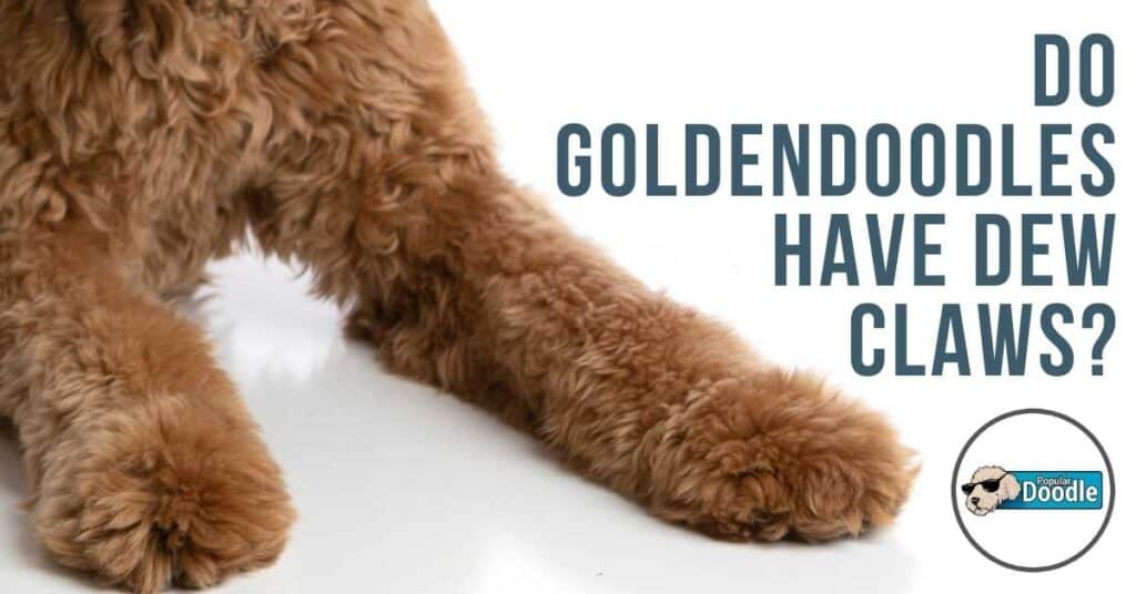 are goldendoodles tails docked