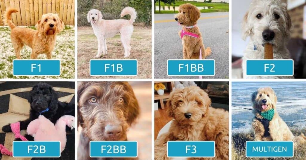 what is the difference between f1 and f2 goldendoodle