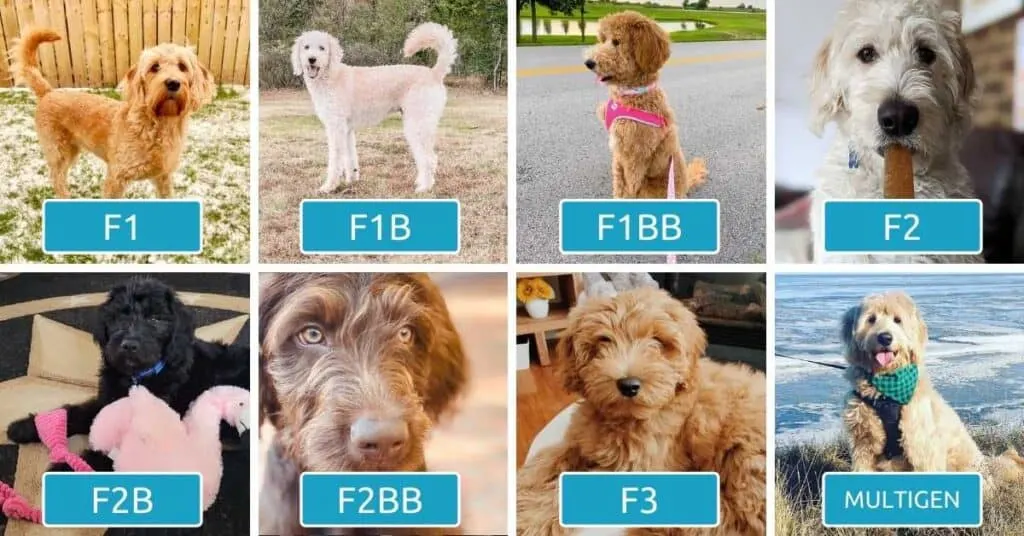 F1 best sale labradoodle coat