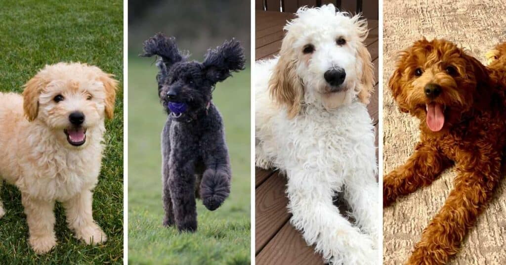 goldendoodle color examples