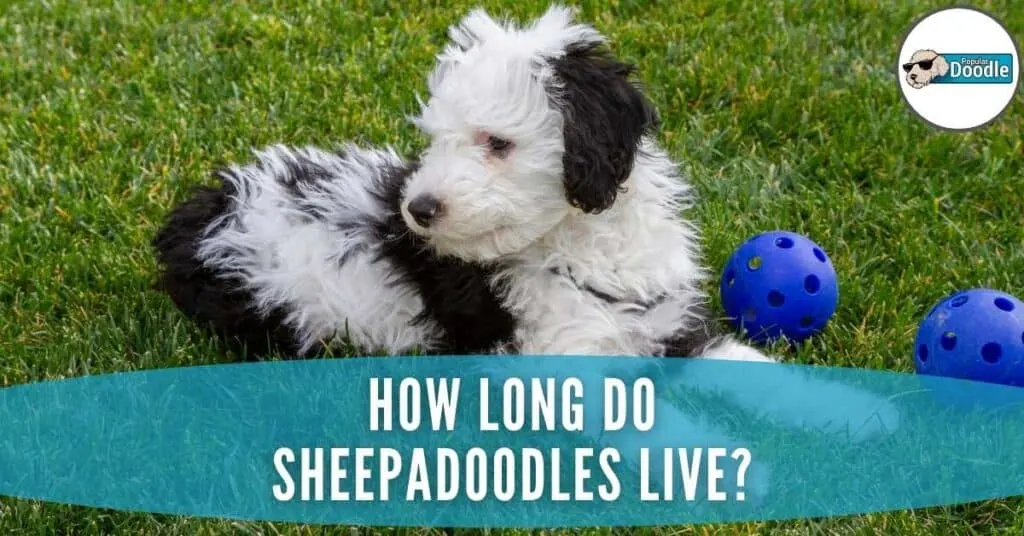 how-long-do-sheepadoodles-live
