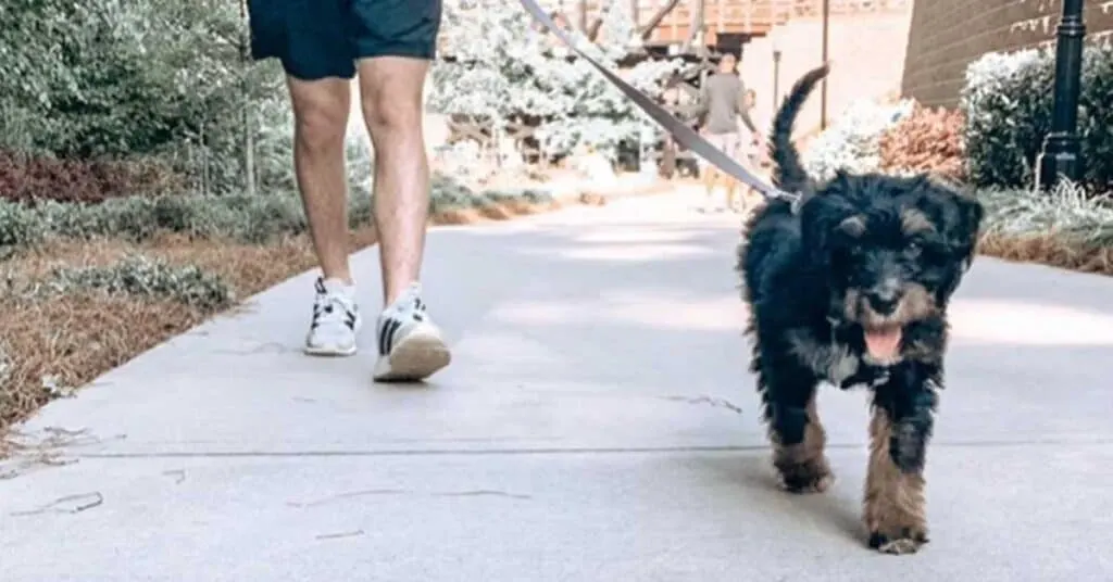 how much exercise does a bernedoodle need