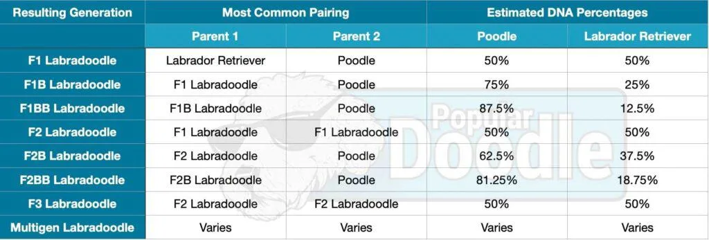 labradoodle generations chart