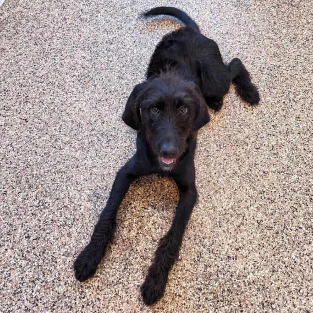 Flat clearance coated labradoodle