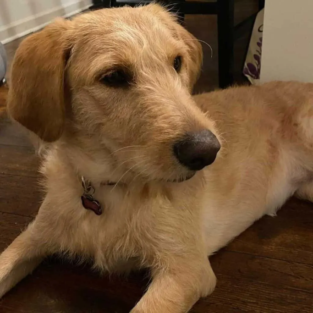 My labradoodle puppy has straight clearance hair