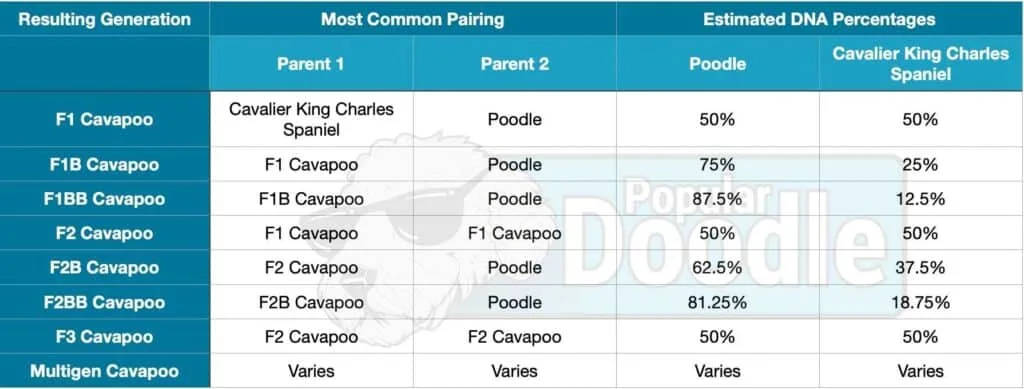 cavapoo generations table