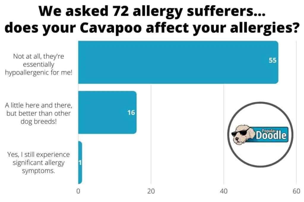 cavapoo allergies survey