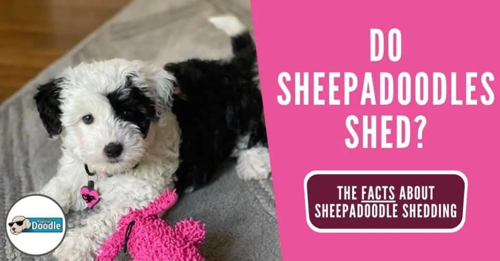 do-sheepadoodles-shed