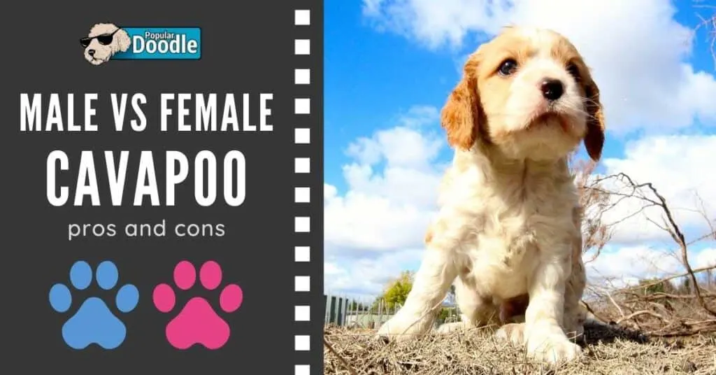 Male vs Female Cavapoo: Pros and Cons to Consider