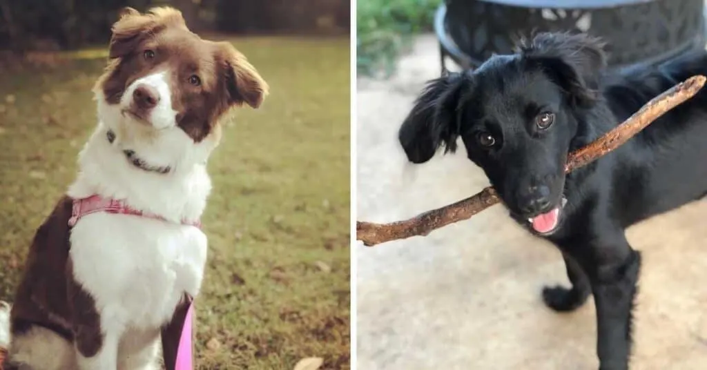 straight-hair-aussiedoodle