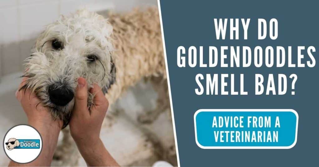 why-do-goldendoodles-smell-bad