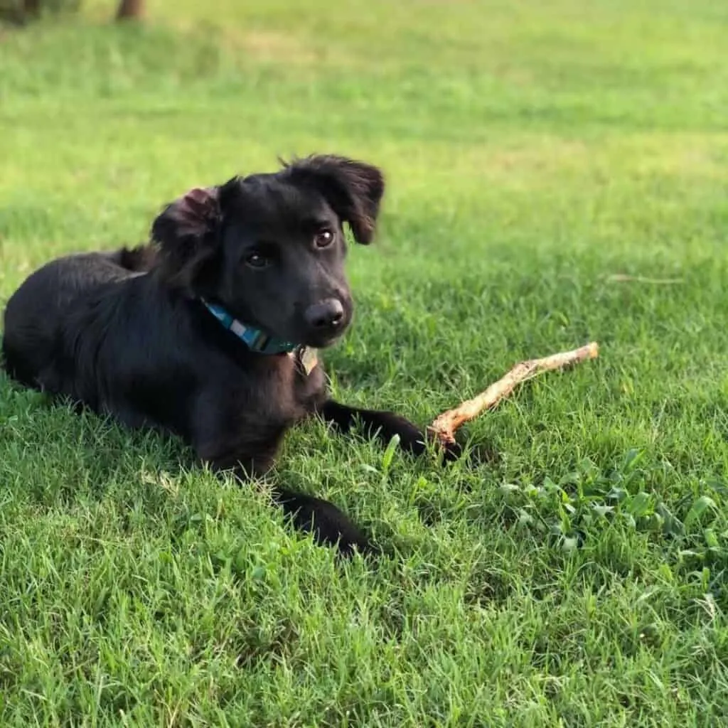 flat coated aussiedoodle