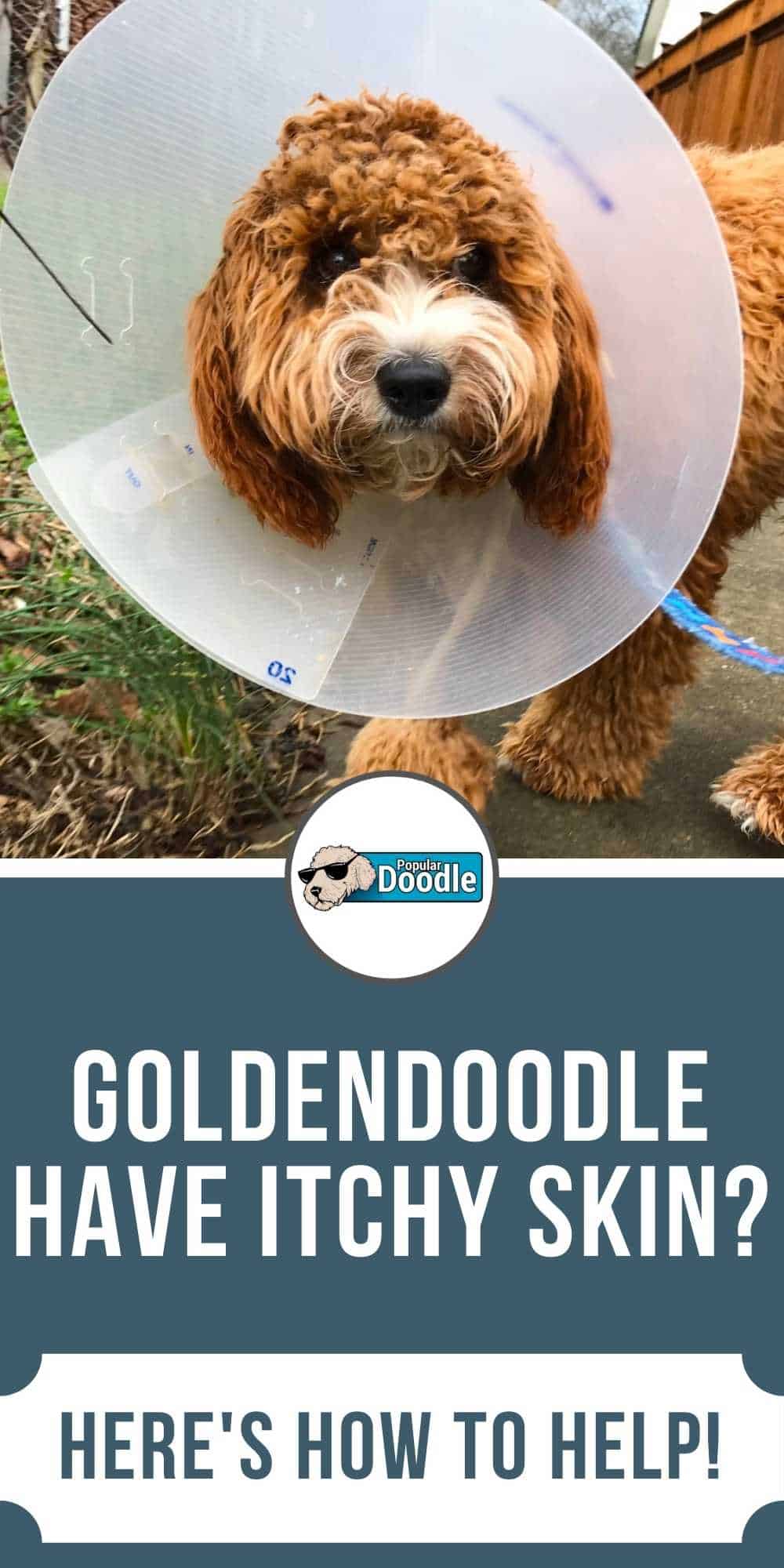 Does Your Goldendoodle Have Itchy Skin? Here's How to Help!