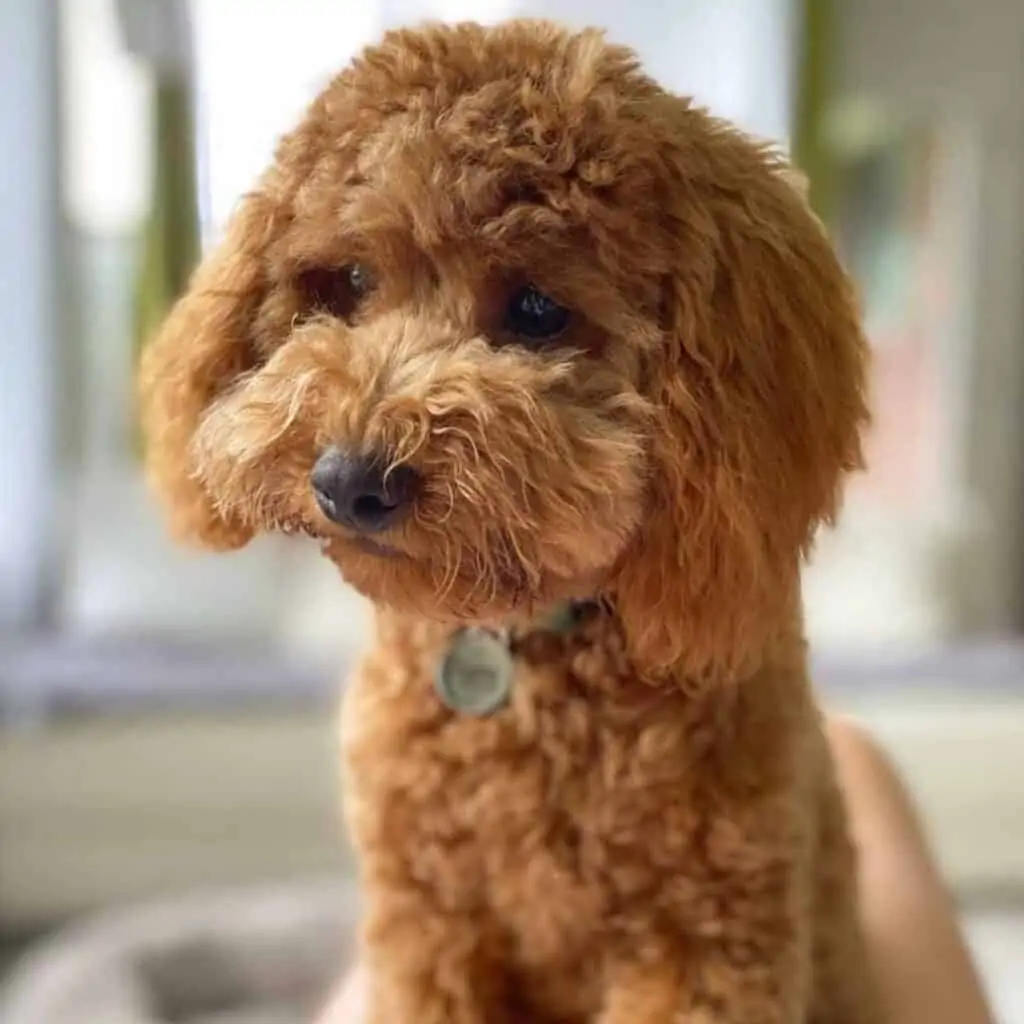 2nd generation hot sale cavapoo