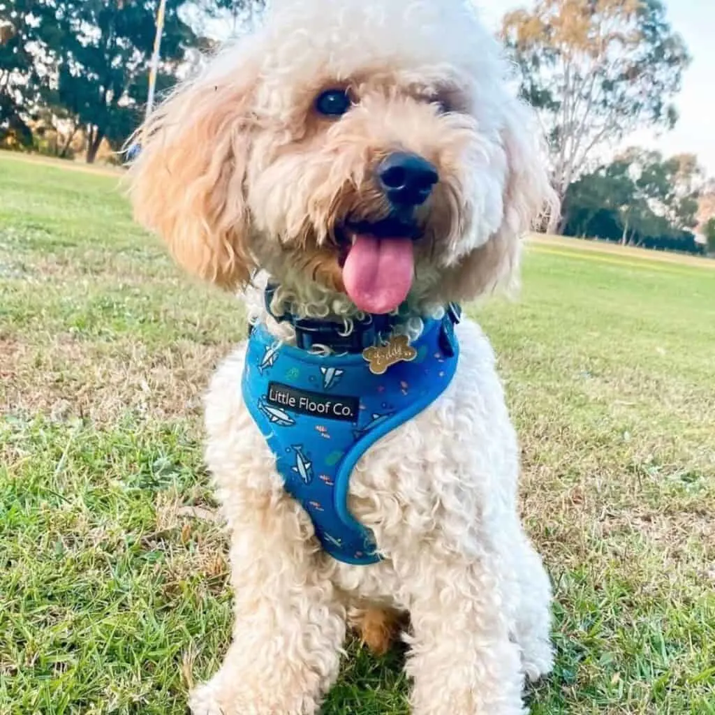 f2b cavapoo