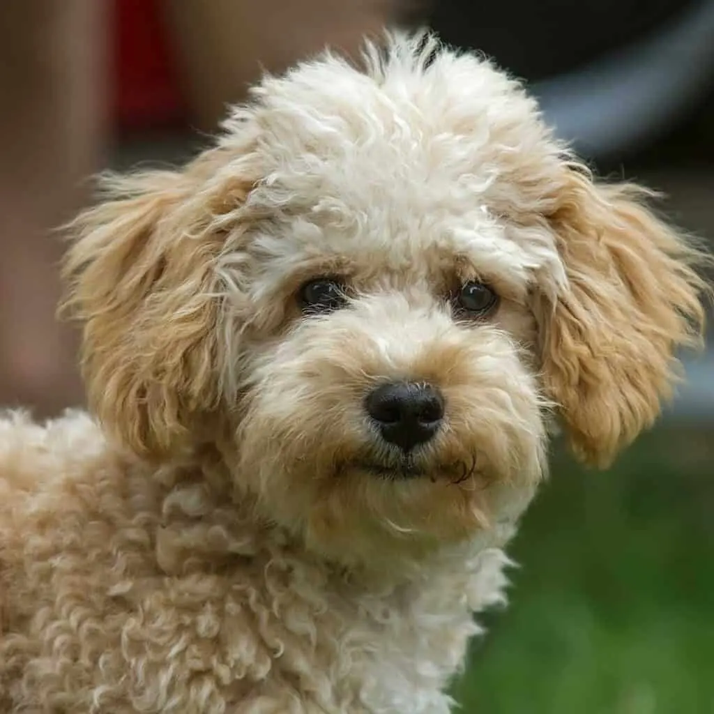 f2bb cavapoo