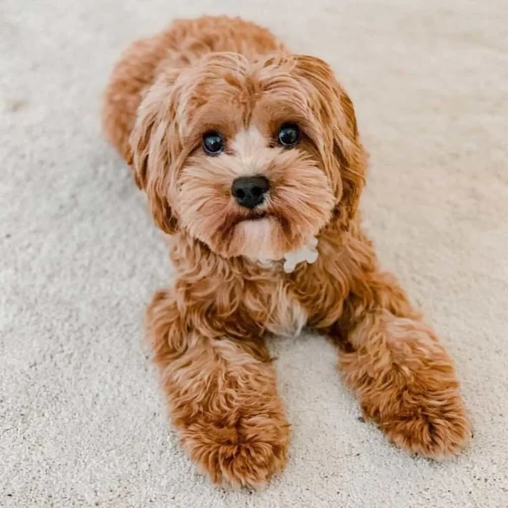 multigen cavapoo