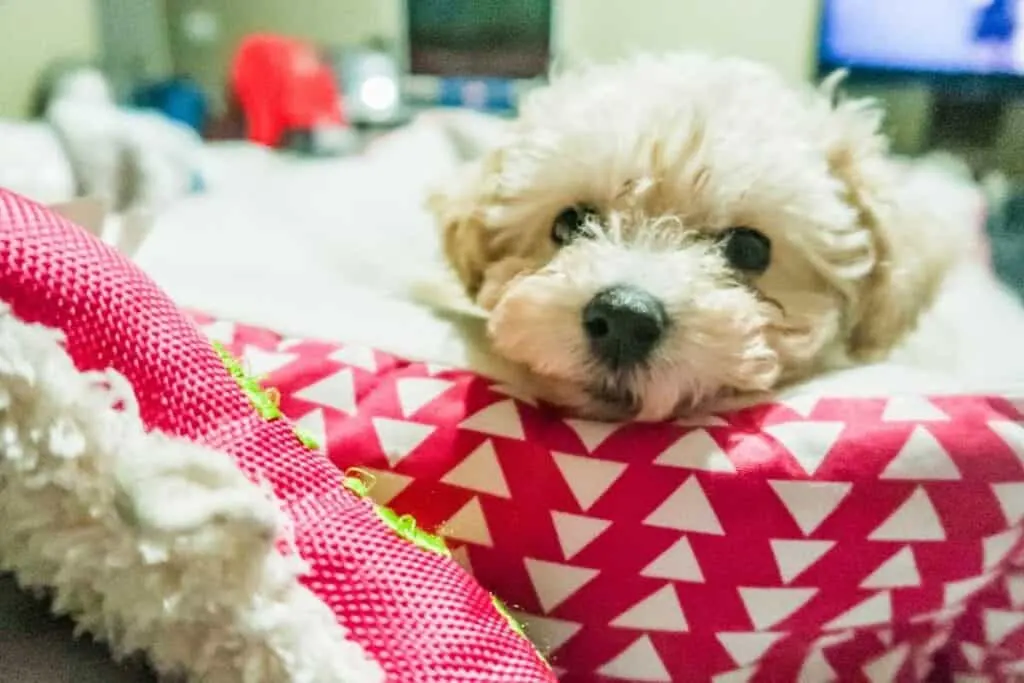 adopt a maltipoo