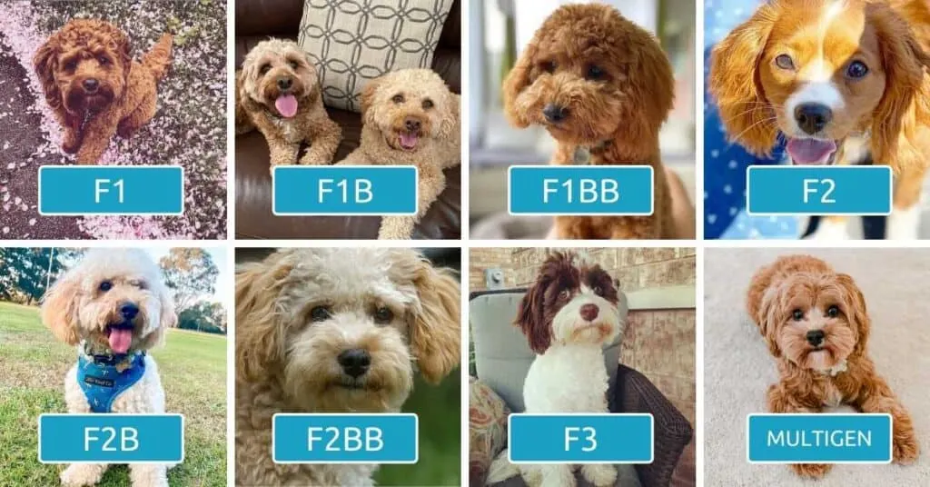 cavapoo-generations-1