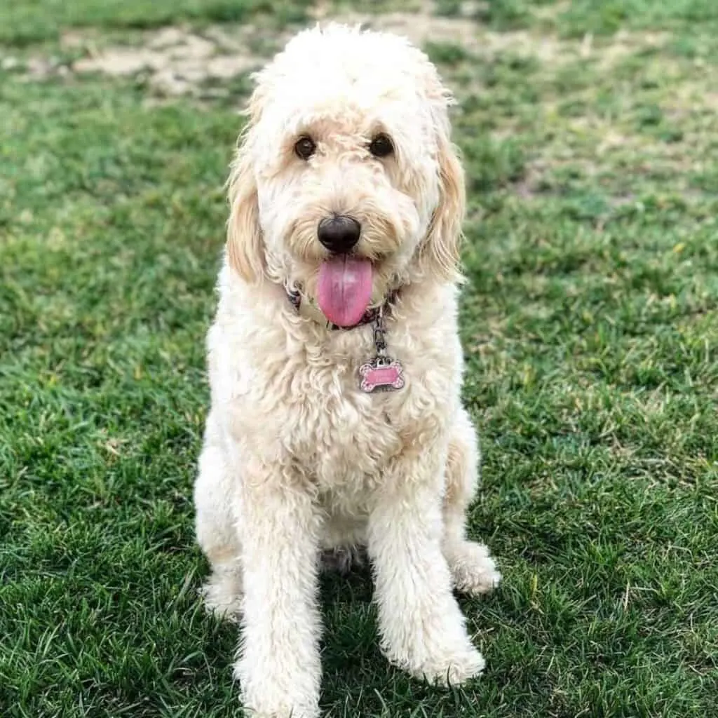 Do goldendoodles breathe sales fast