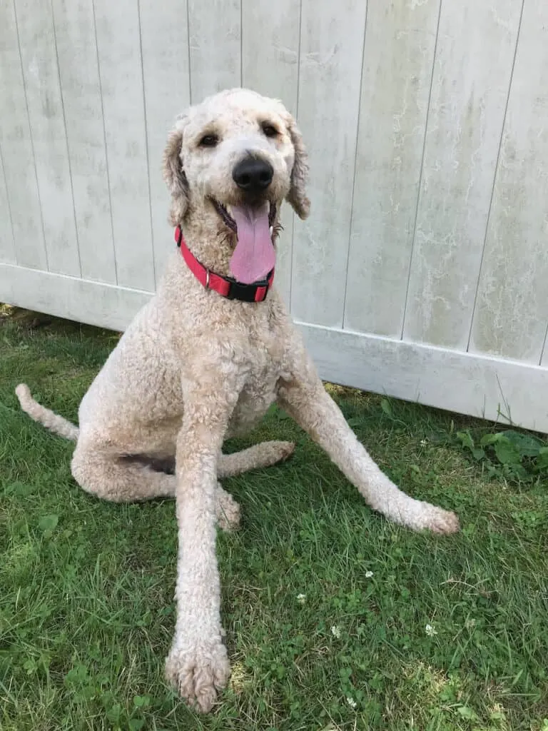 goldendoodle panting