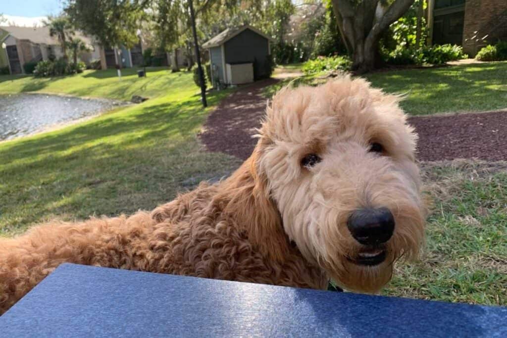 itchy goldendoodle