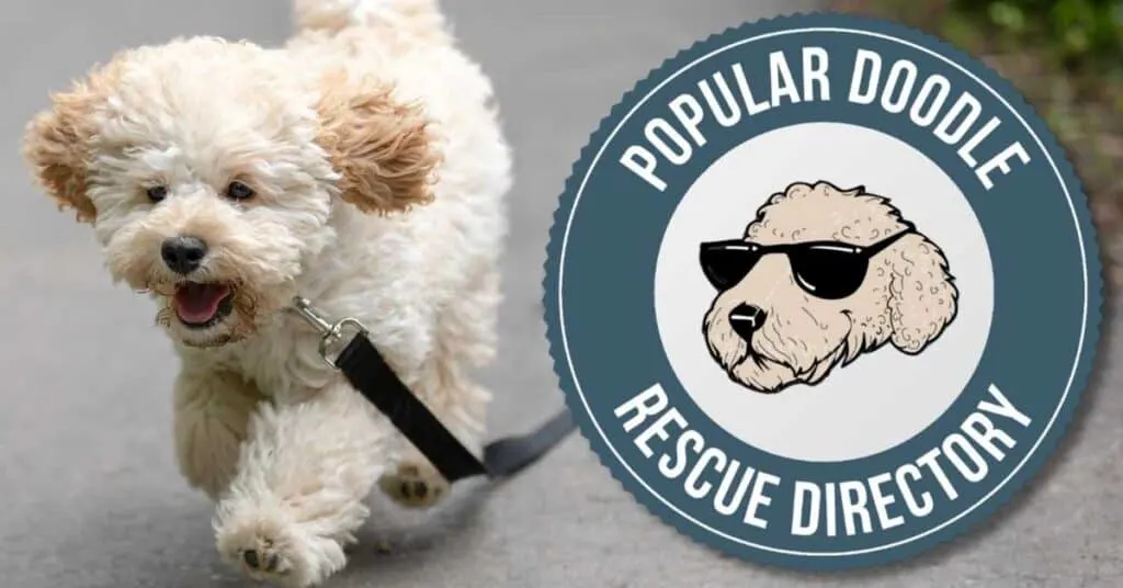 Maltipoo shelters 2024 near me