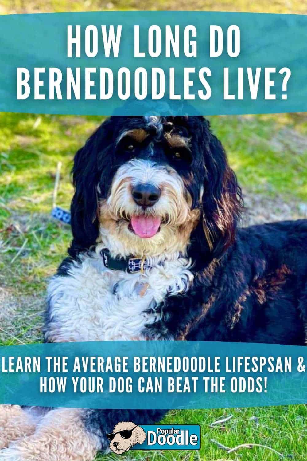Bernedoodle Lifespan How Long Do Bernedoodles Live?