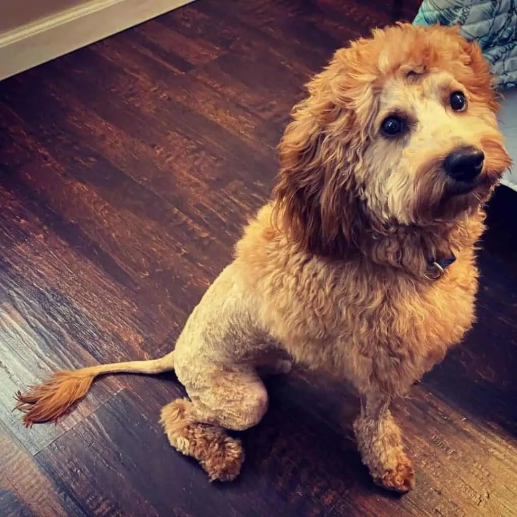 Lion Cut Dog Labradoodle