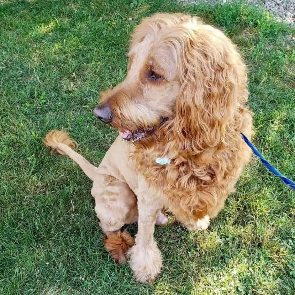 goldendoodle lion