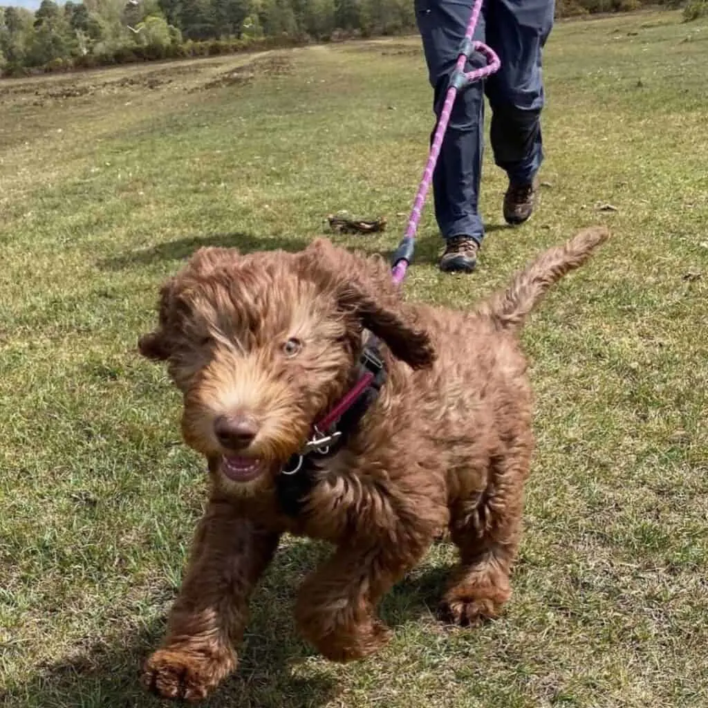 how much exercise do labradoodles need