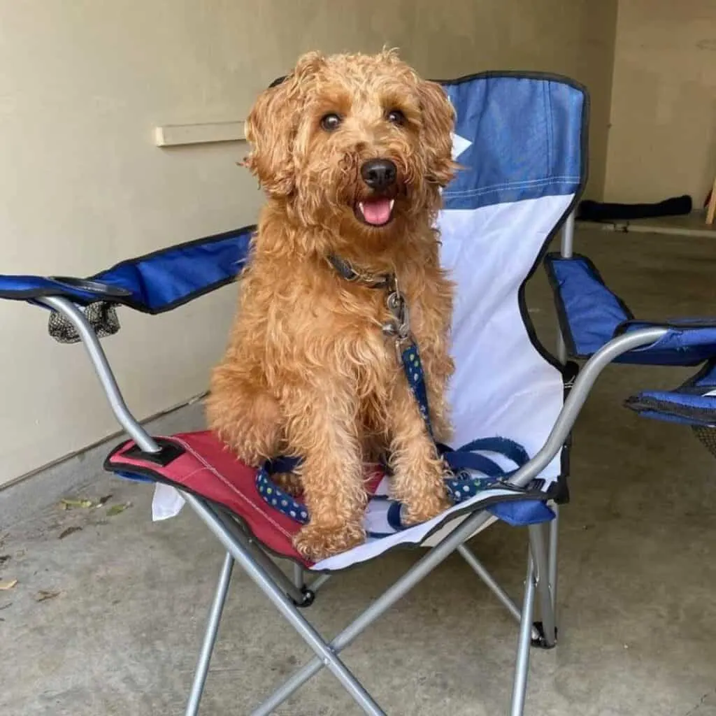 apricot schnoodle