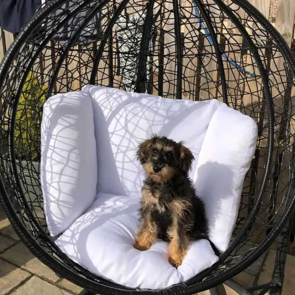 black and tan schnoodle