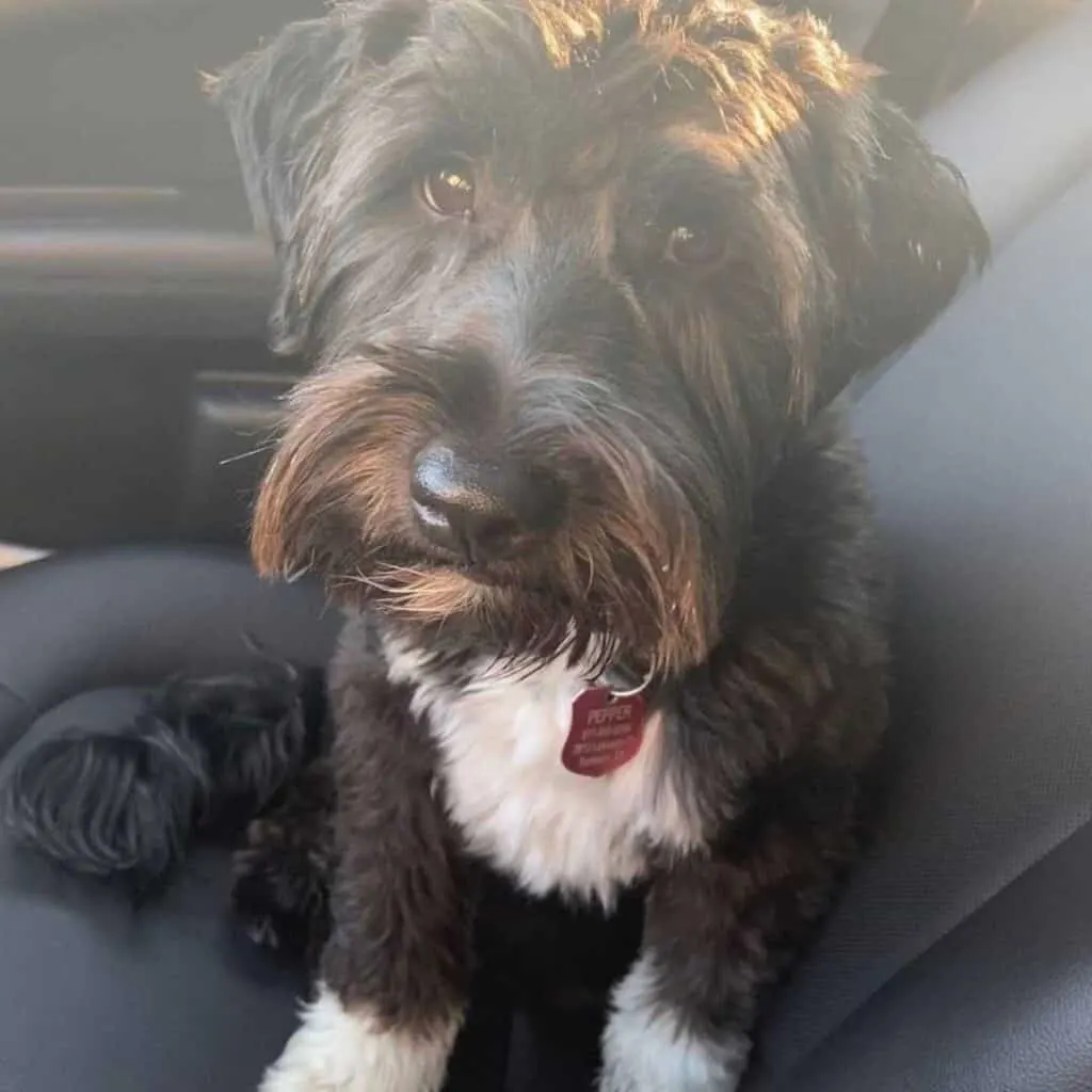 black and white schnoodle