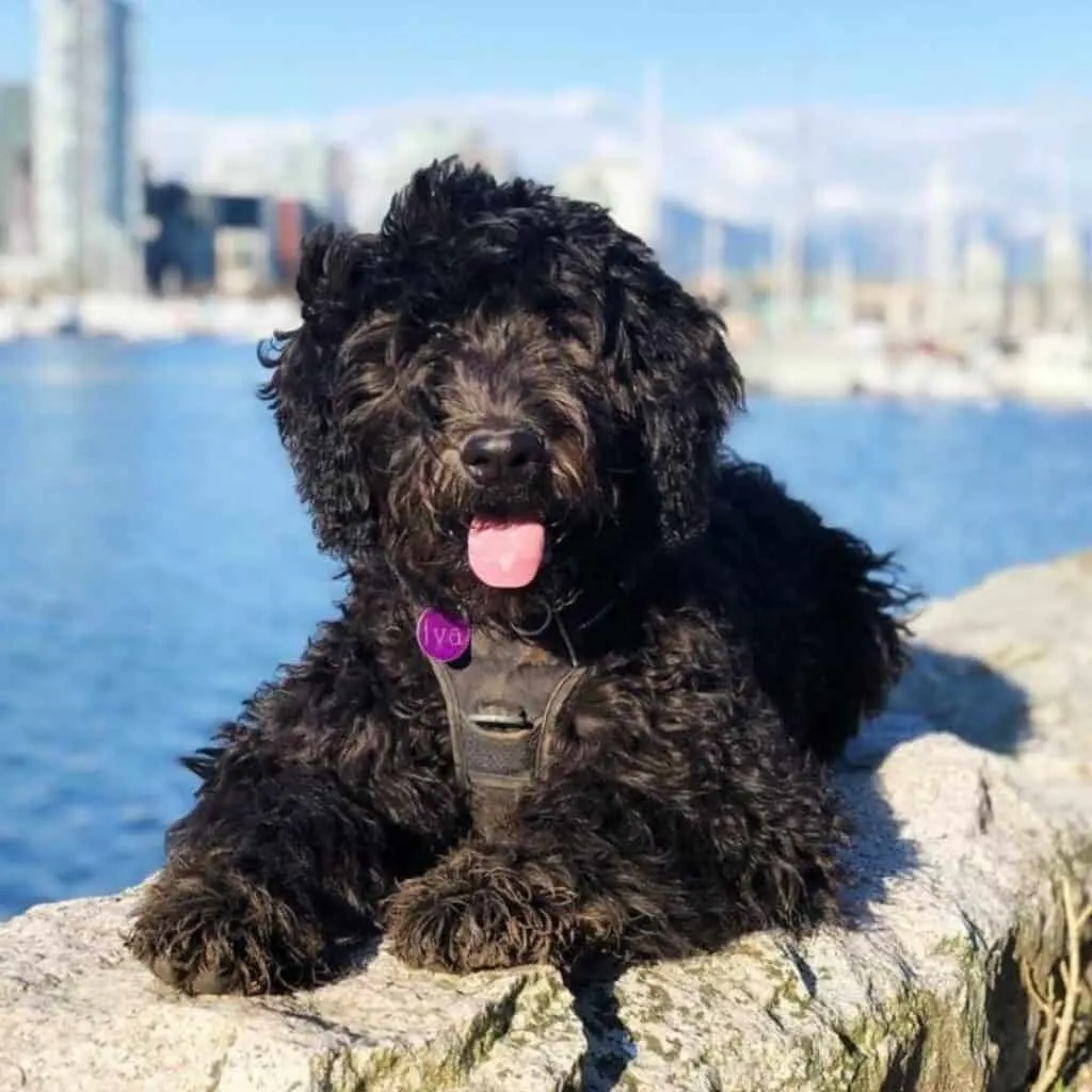 black schnoodle