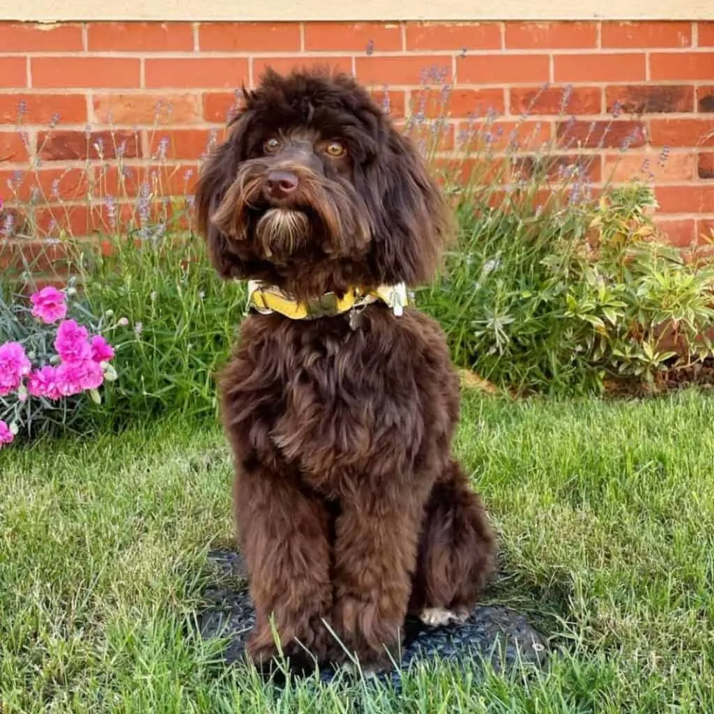 chocolate or brown schnoodle