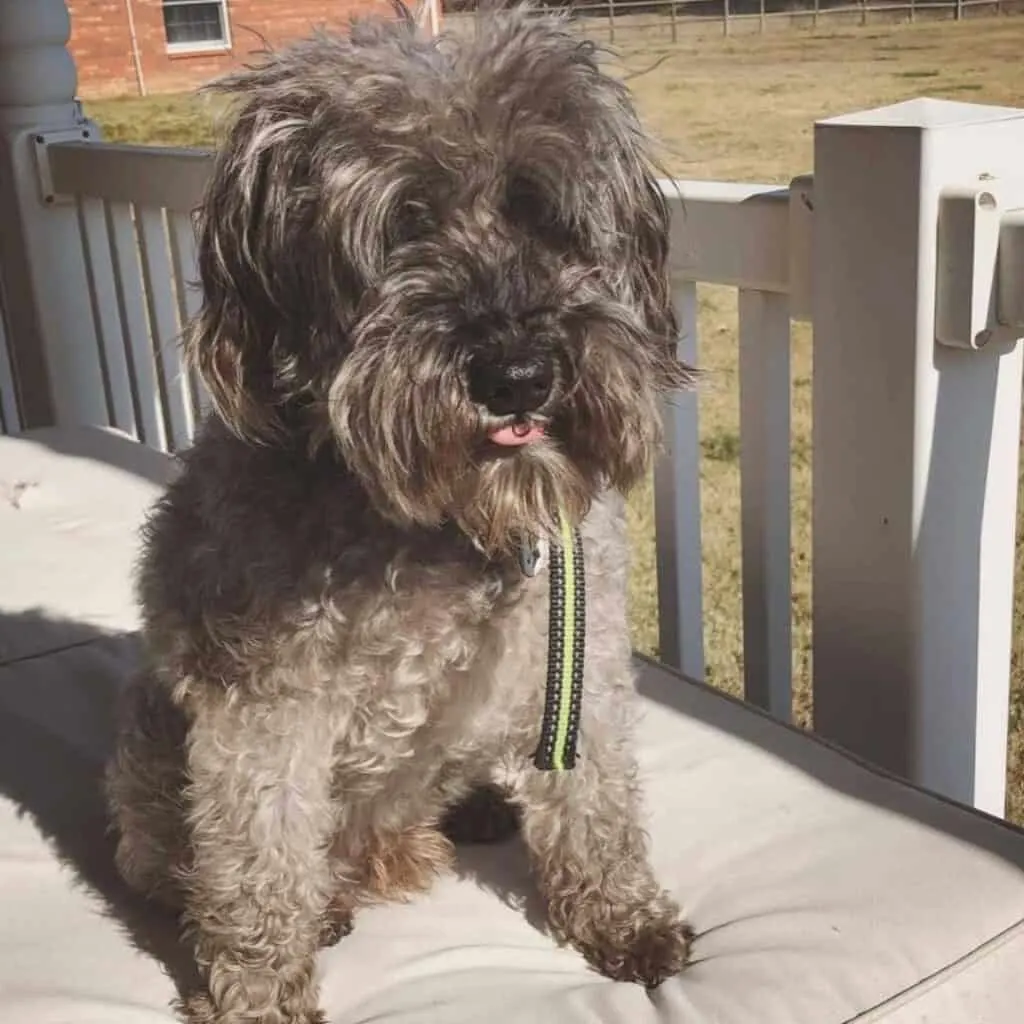 gray (silver) schnoodle