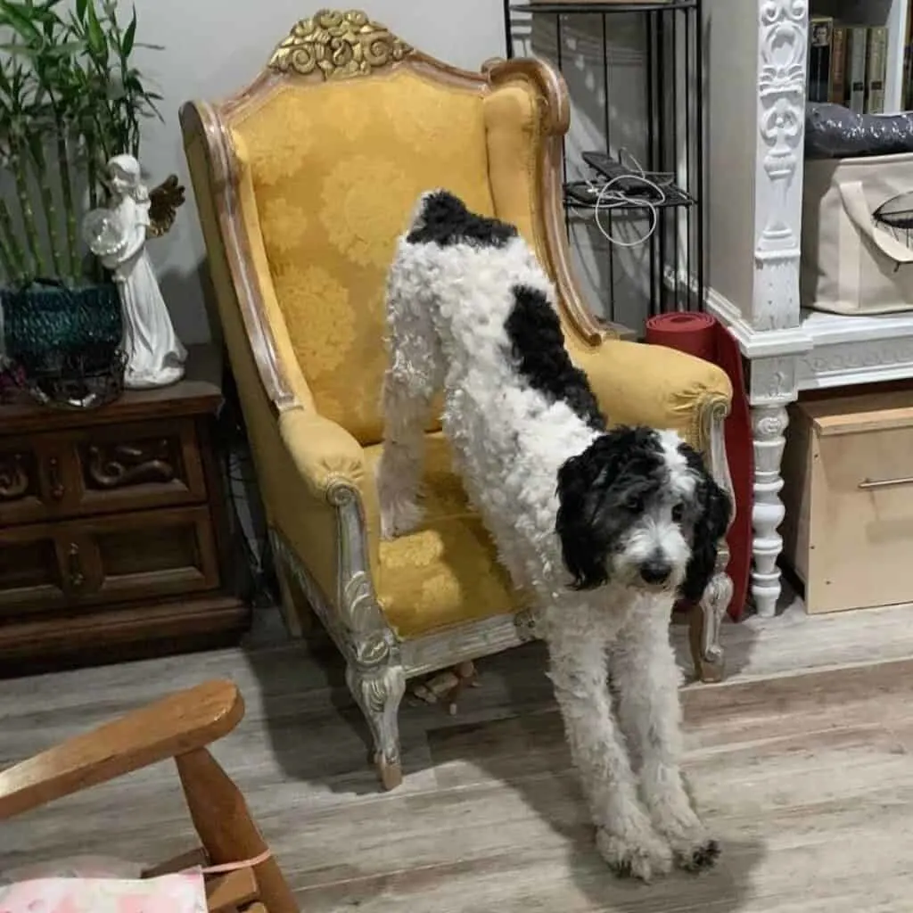 black and white parti schnoodle