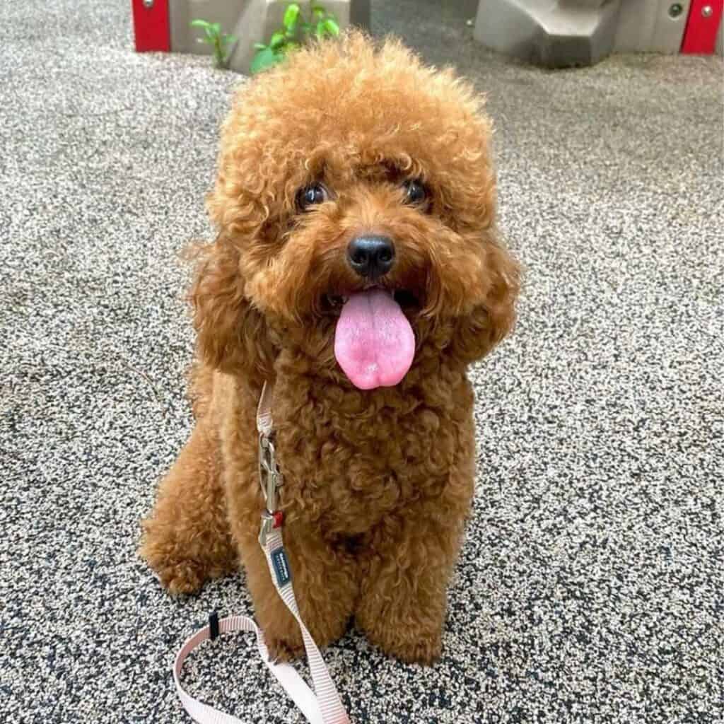 red schnoodle