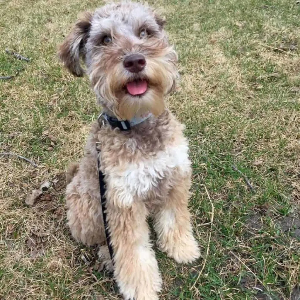 sable schnoodle