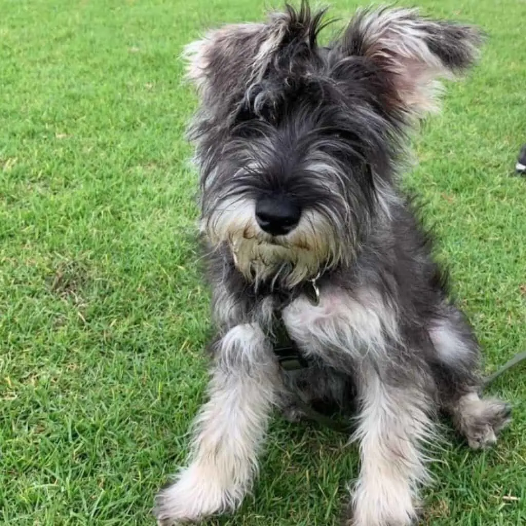 salt and pepper schnoodle