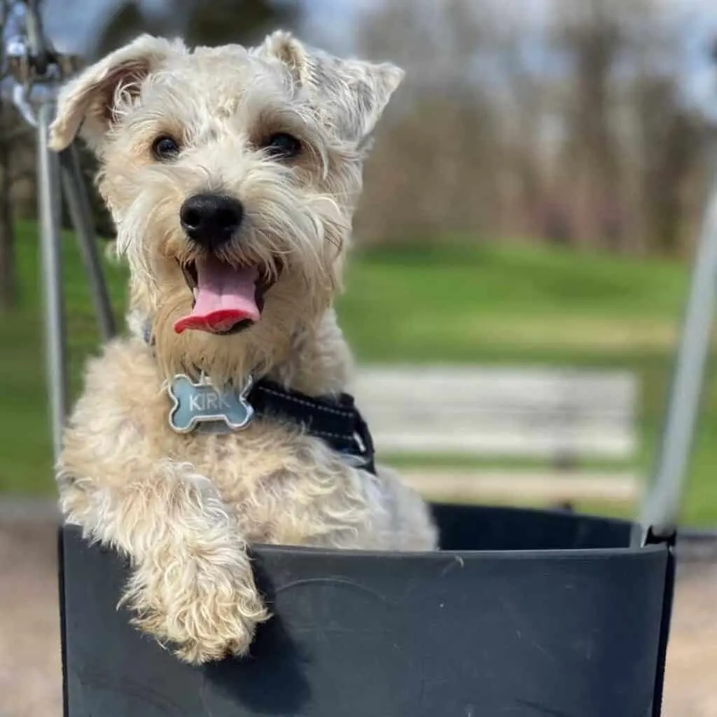 tan (beige) schnoodle