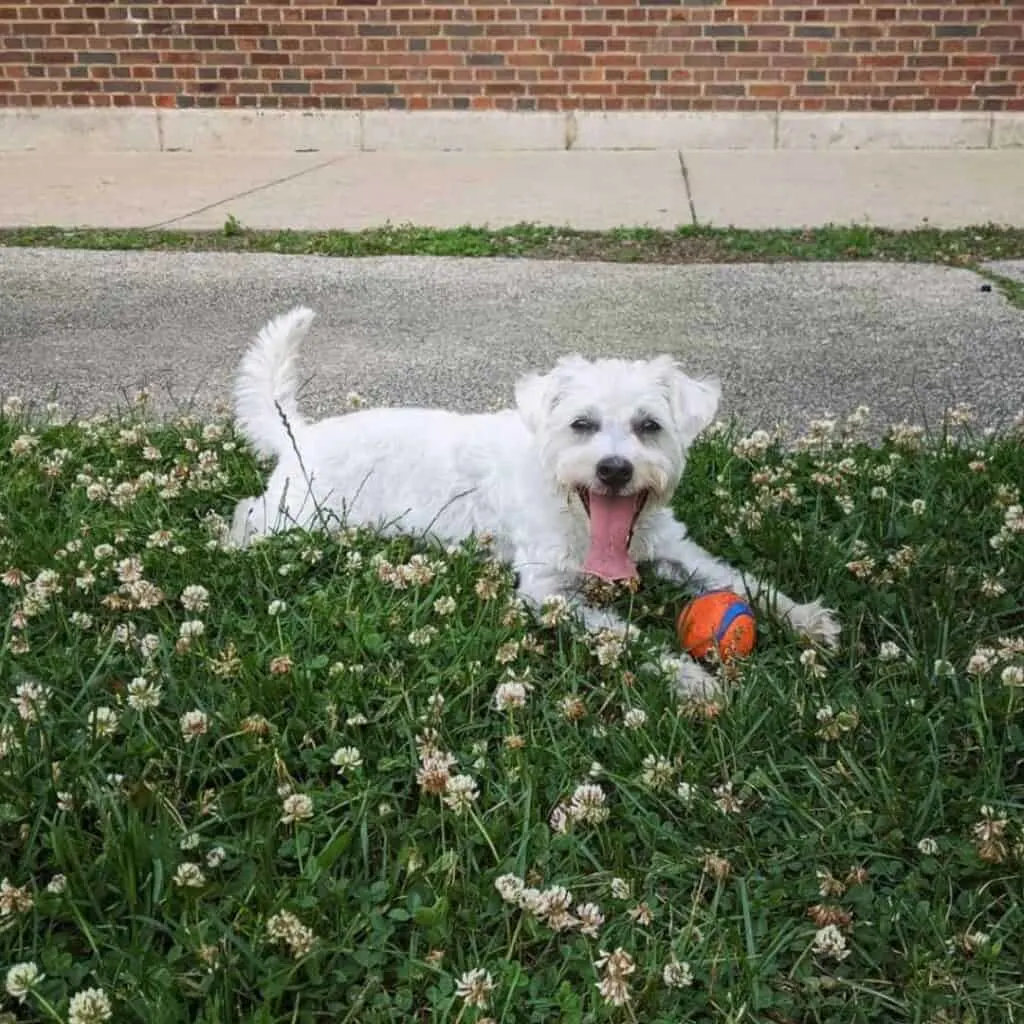 white schnoodle