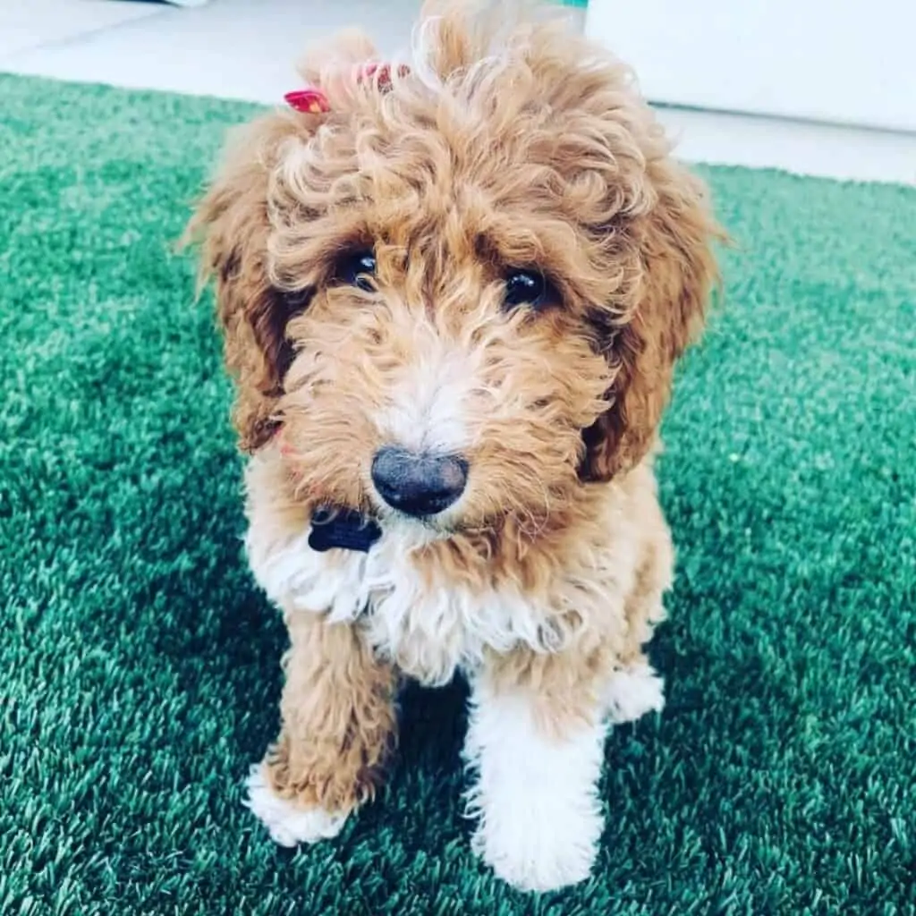 apricot and white goldendoodle